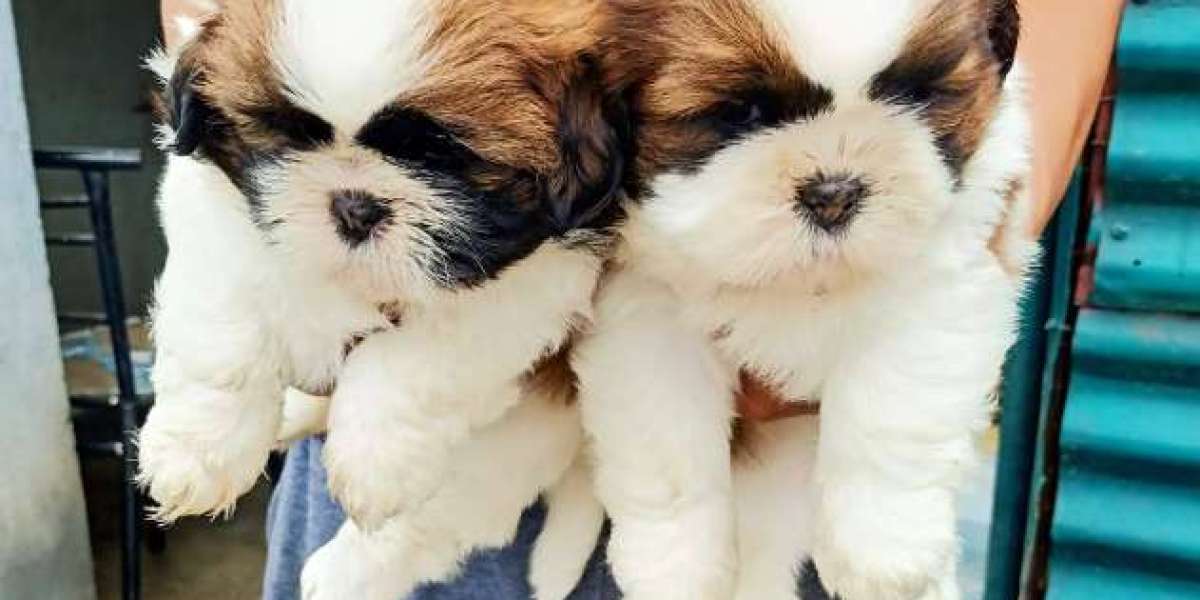 Dog Shop in Dehradun – A One-Stop Destination for Your Pet’s Needs